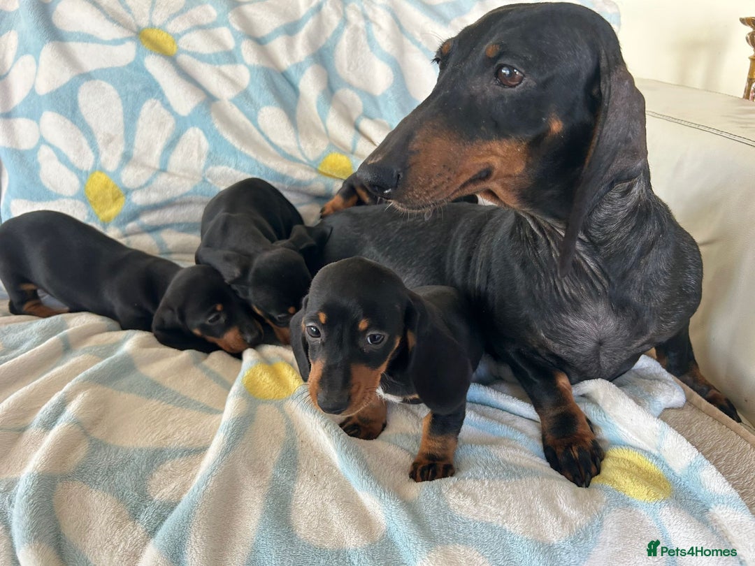 Dachshund dogs for sale: Adorable dachshund puppies ready to leave - Image 6