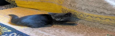 Female black kitten. 