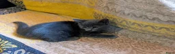 Mixed Breed cats for sale: Three beautiful girl kittens for sale. - Advert 3