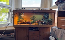 Bearded Dragon reptiles for sale: Bearded Dragon with full set up  - Image 4