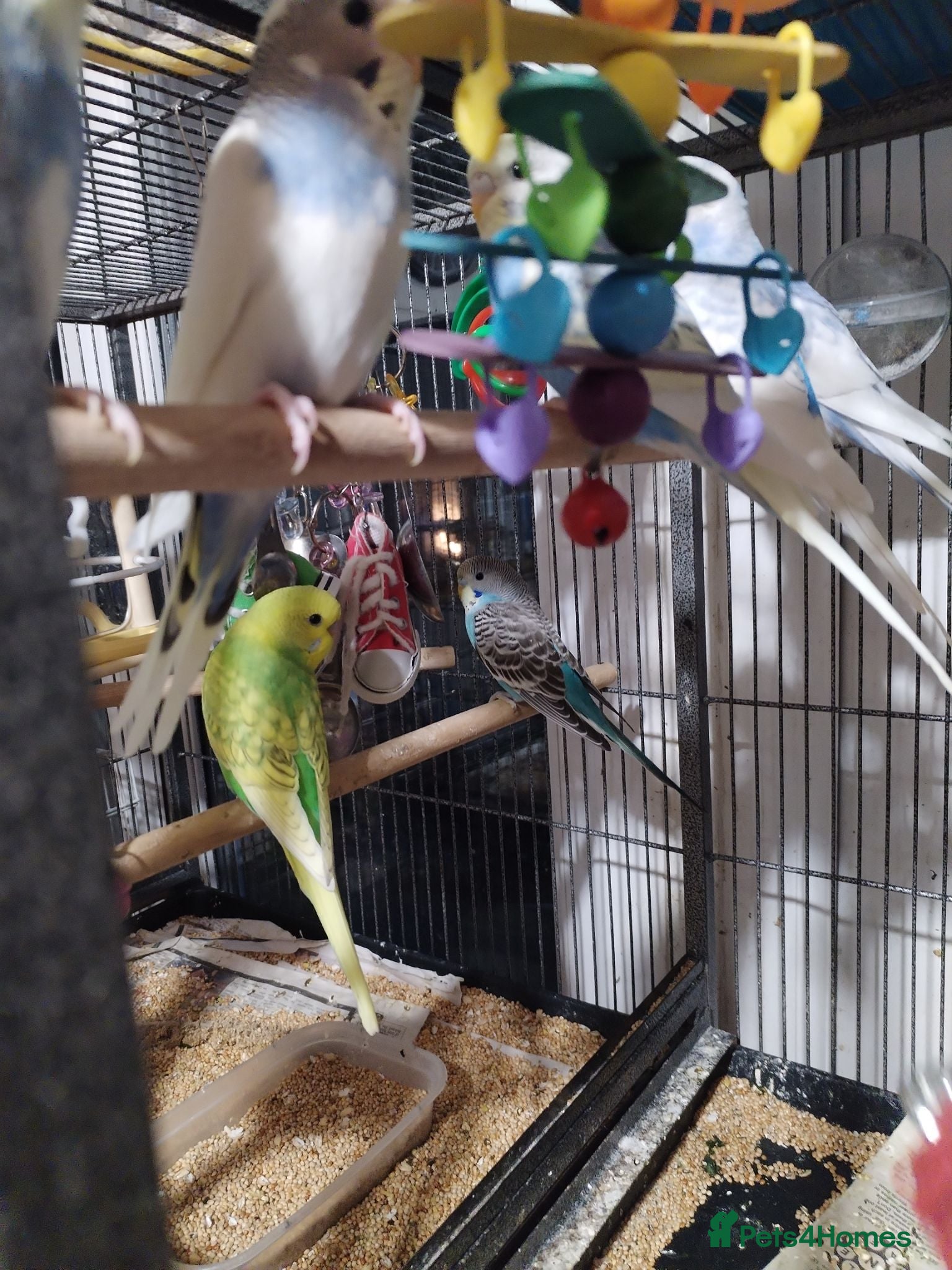 Budgerigars birds Beautiful baby budgies  - Advert 6
