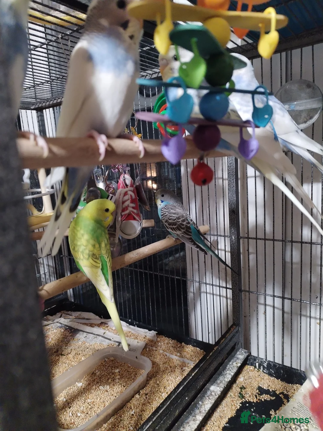 Budgerigars birds for sale: Beautiful baby budgies  - Advert 1