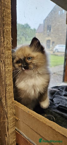 Ragdoll cats - Advert 16