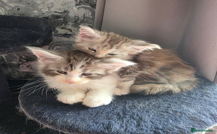 Maine Coon cats in Blackpool - Advert 16