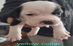 Mixed Breed dogs for sale: BULLDOG TERRIER - Advert 2