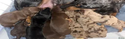 Dachshund dogs for sale: 🐾 dachshund puppies🐾 - Advert 4
