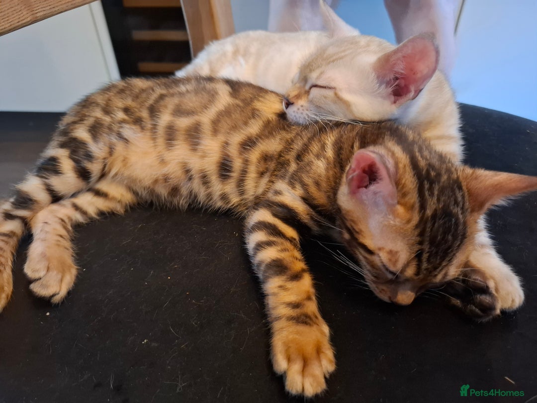 Bengal cats for sale: Prenium TICA registered Bengal Kittens - Image 35