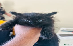 Turkish Angora cats for sale: Tabby/turkish angora kittens  - Image 1