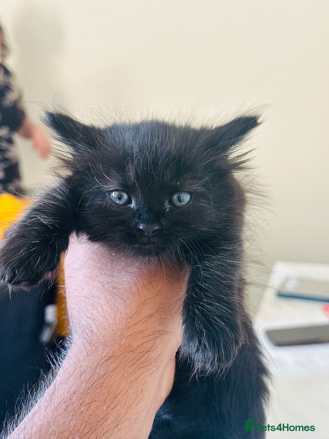 Turkish Angora cats for sale: Tabby/turkish angora kittens  - Image 1