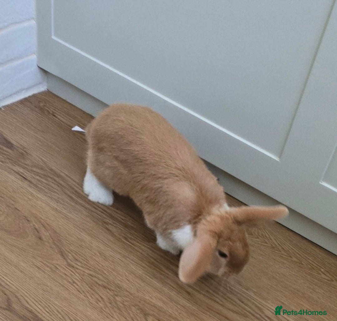 Mini Lop rabbits for sale: Mini lop  - Image 4