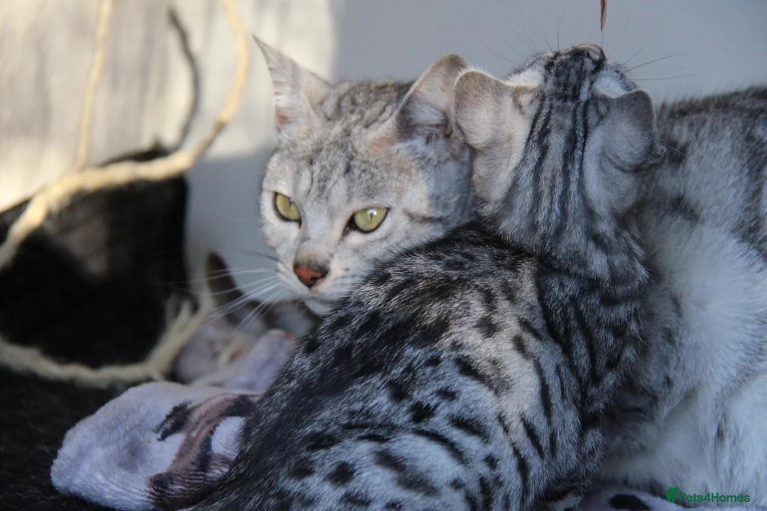 Bengal cats for sale: Bengal Cats - Advert 3