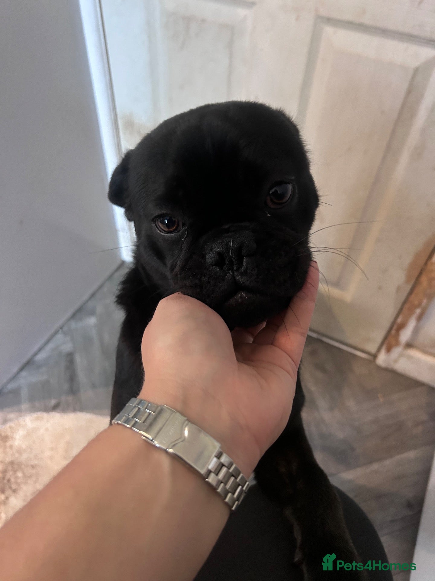 Mixed Breed dogs Loving Home Wanted for 8MonthOld Pug x Bulldog Boy - Advert 8