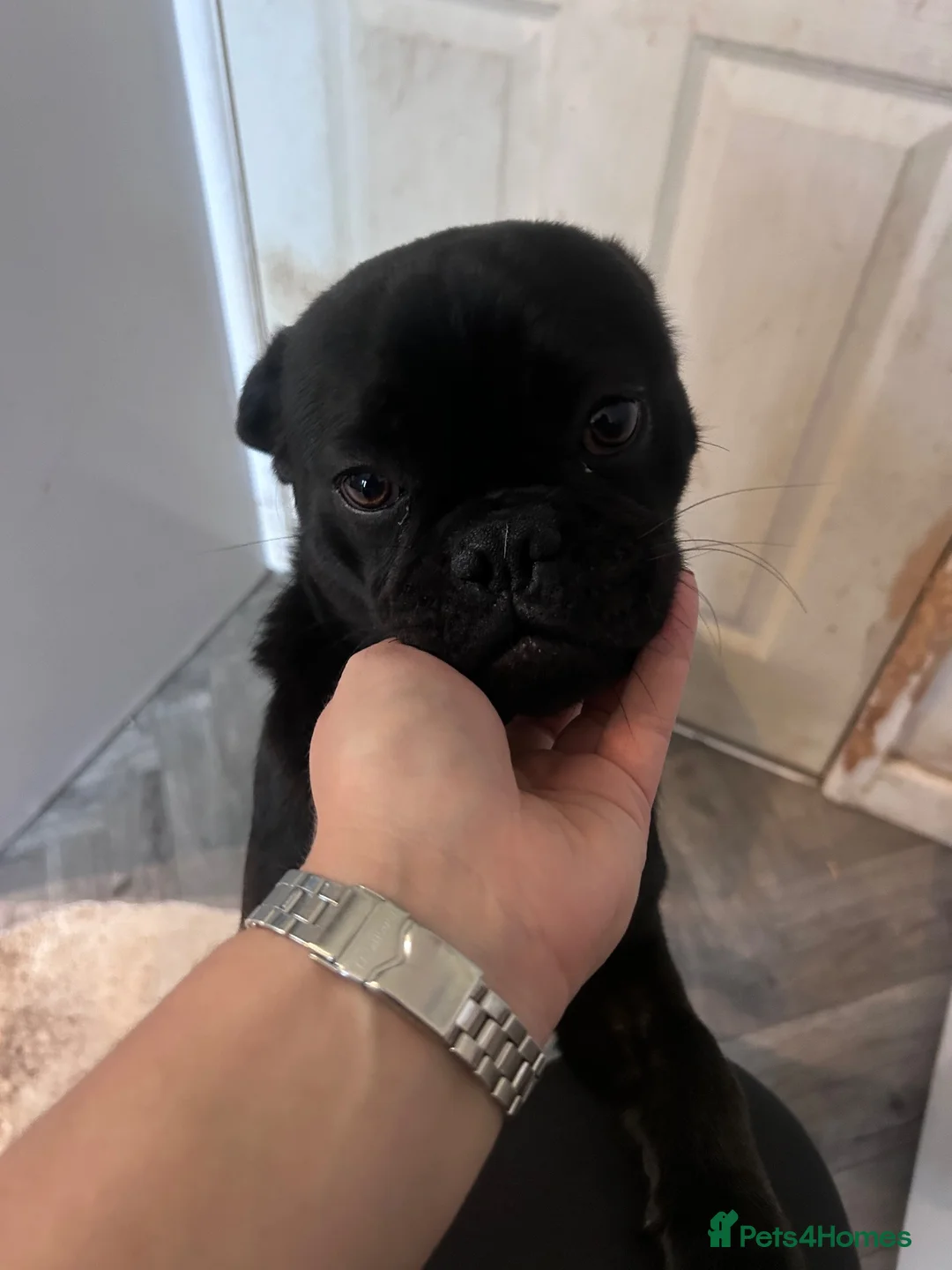 Mixed Breed dogs for sale: Loving Home Wanted for 8MonthOld Pug x Bulldog Boy - Advert 1