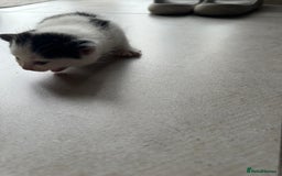 Domestic Shorthair cats for sale: Female kittens - Image 20