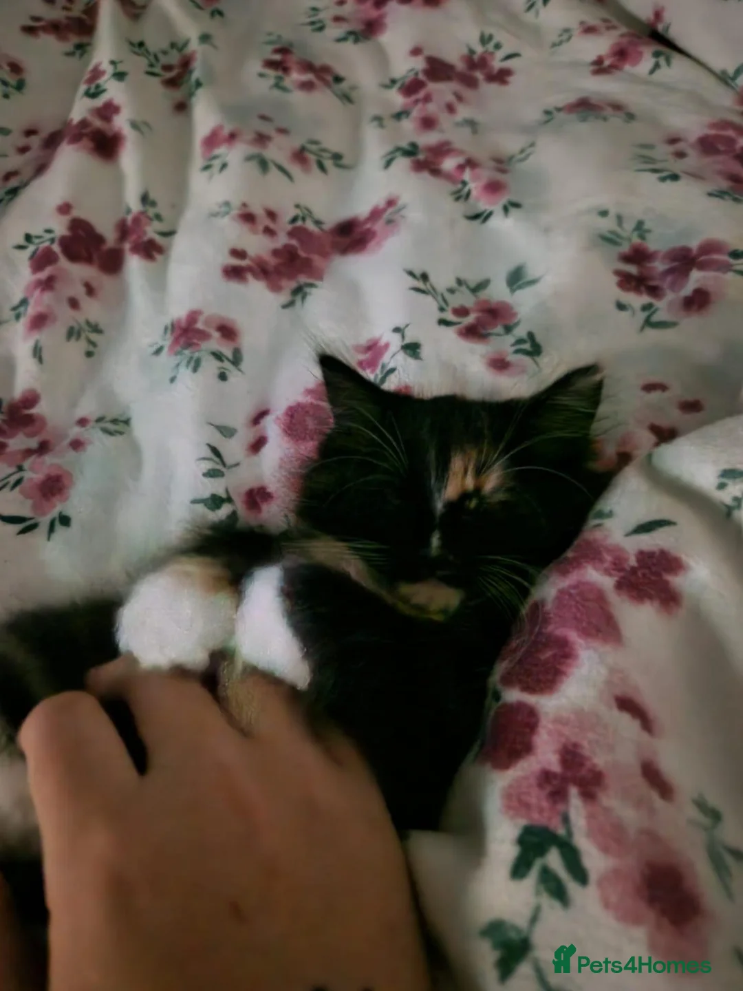 British Longhair cats for sale: Female kitten  - Advert 1