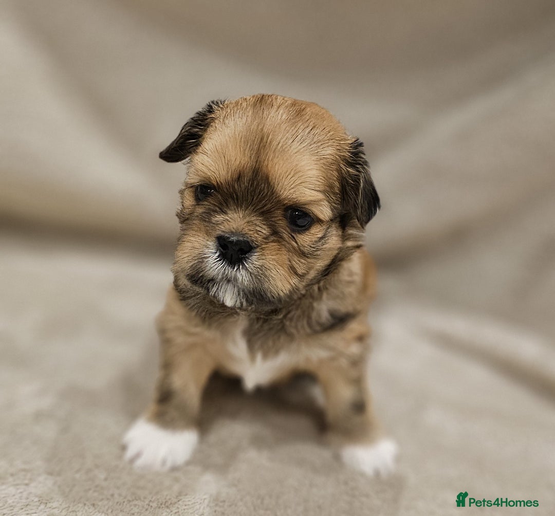 Lhasa Apso dogs for sale: Stunning pedigree Lhasa Apso Puppies - Advert 20