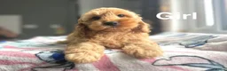 Cockapoo dogs for sale: Stunning f1 cockapoo girls ready now  - Advert 3