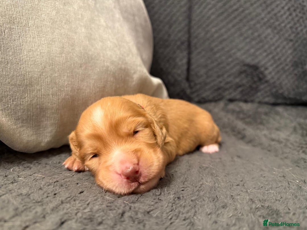 Cocker Spaniel dogs for sale: Gorgeous KC Working Cockers - Image 4