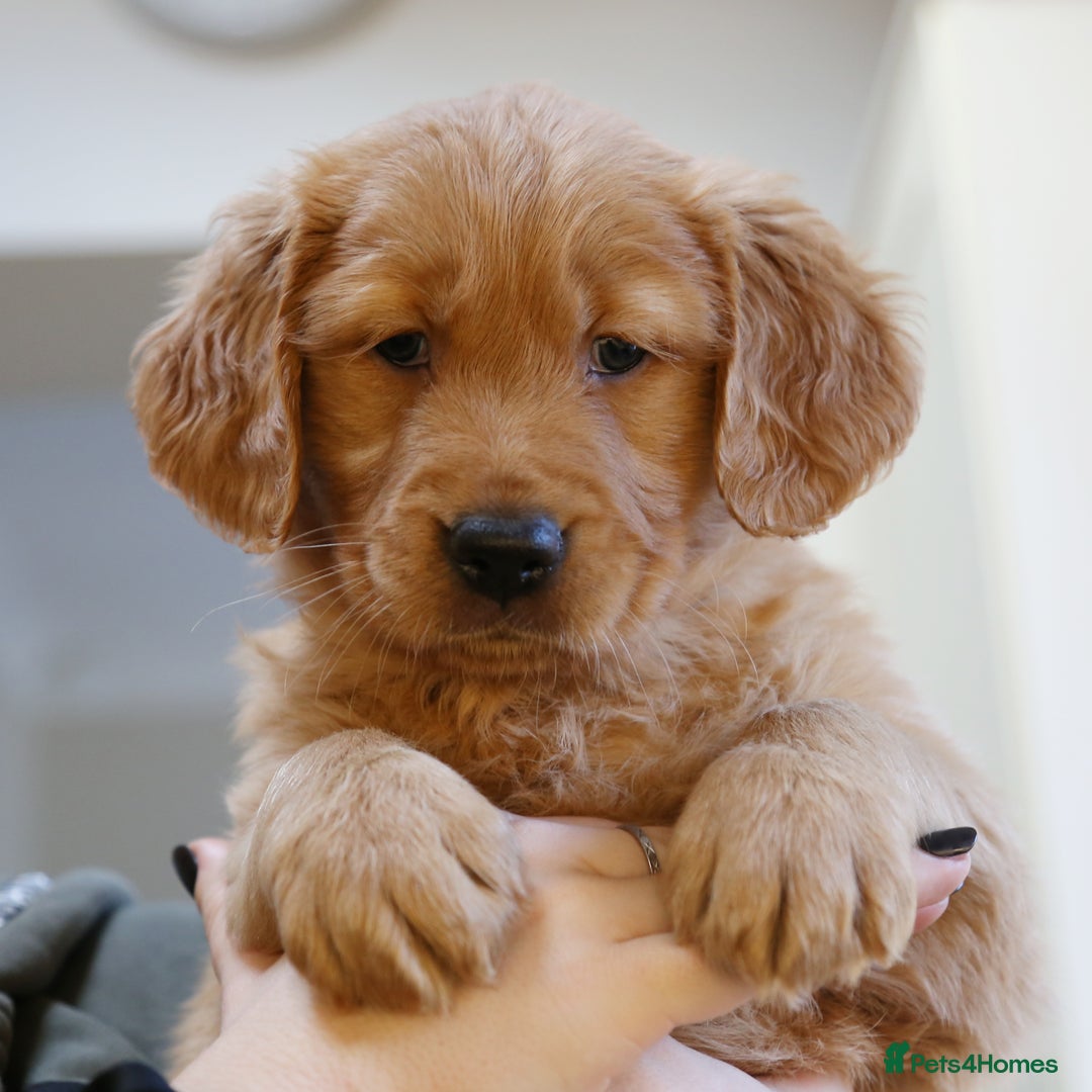 Golden Retriever dogs for sale: KC Registered Championship Line Golden Retrievers - Advert 36