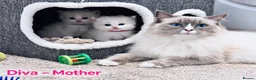 Ragdoll cats for sale: Stunning Ragdoll-Point Kittens  Champion Bred Sire - Advert 10