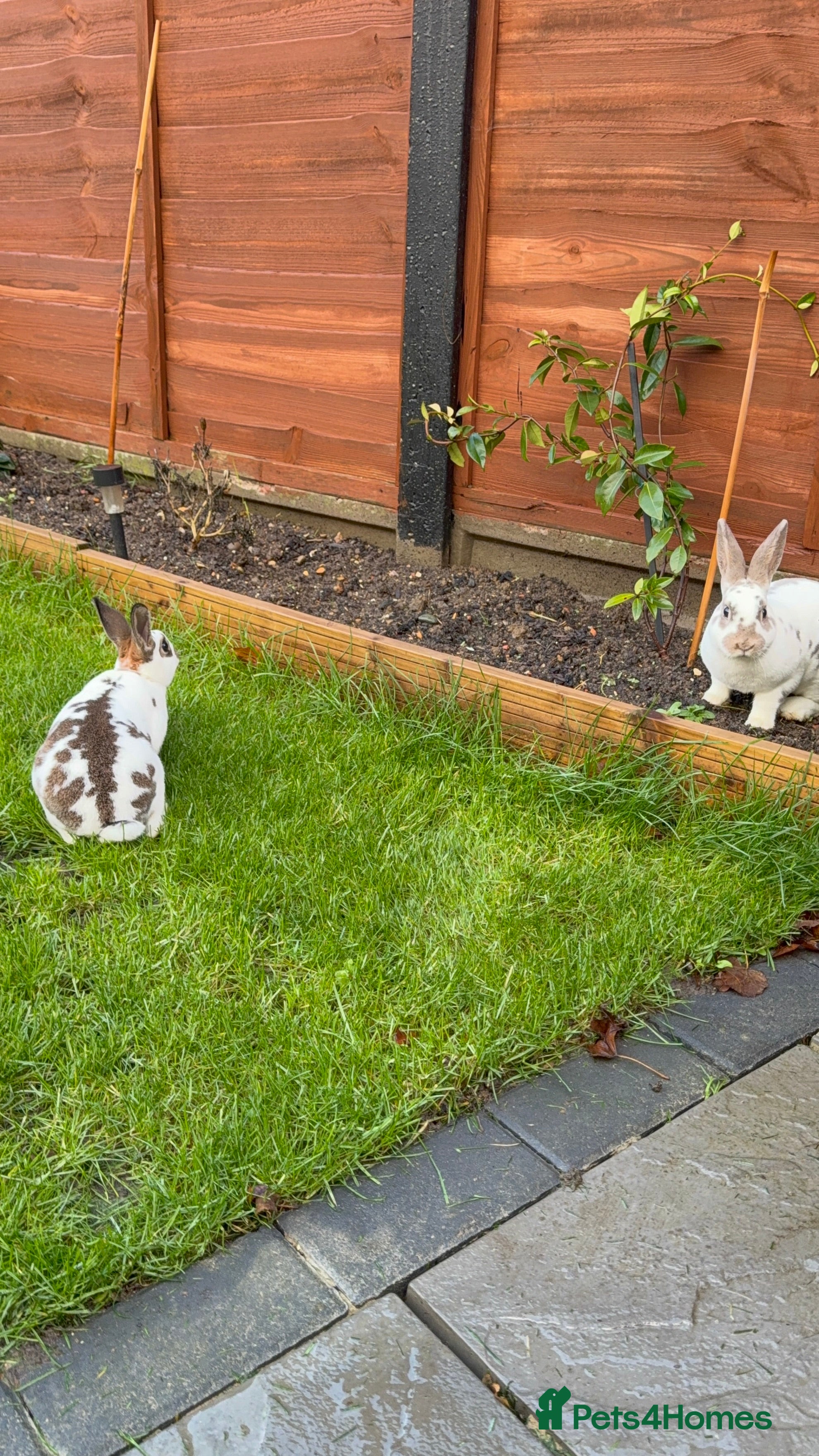 Rex rabbits 2 x handsome boys & full hutch/equipment  - Advert 3