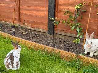 Rex rabbits 2 x handsome boys & full hutch/equipment - Advert 3