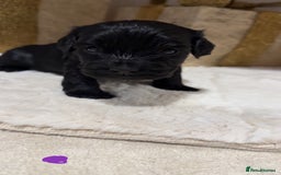 Mixed Breed dogs for sale: chunky litter of French bulldog cross cockapoo - Advert 3