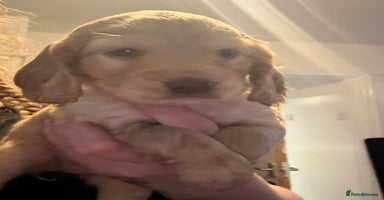 Cocker Spaniel dogs - Advert 1