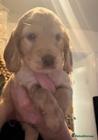 Cocker Spaniel dogs Stunning Cocker Spaniel pups - Advert 6