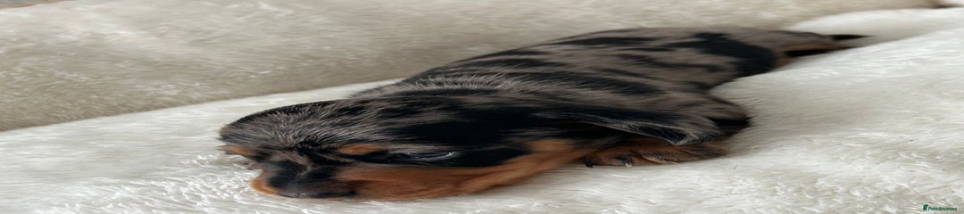 Percy 