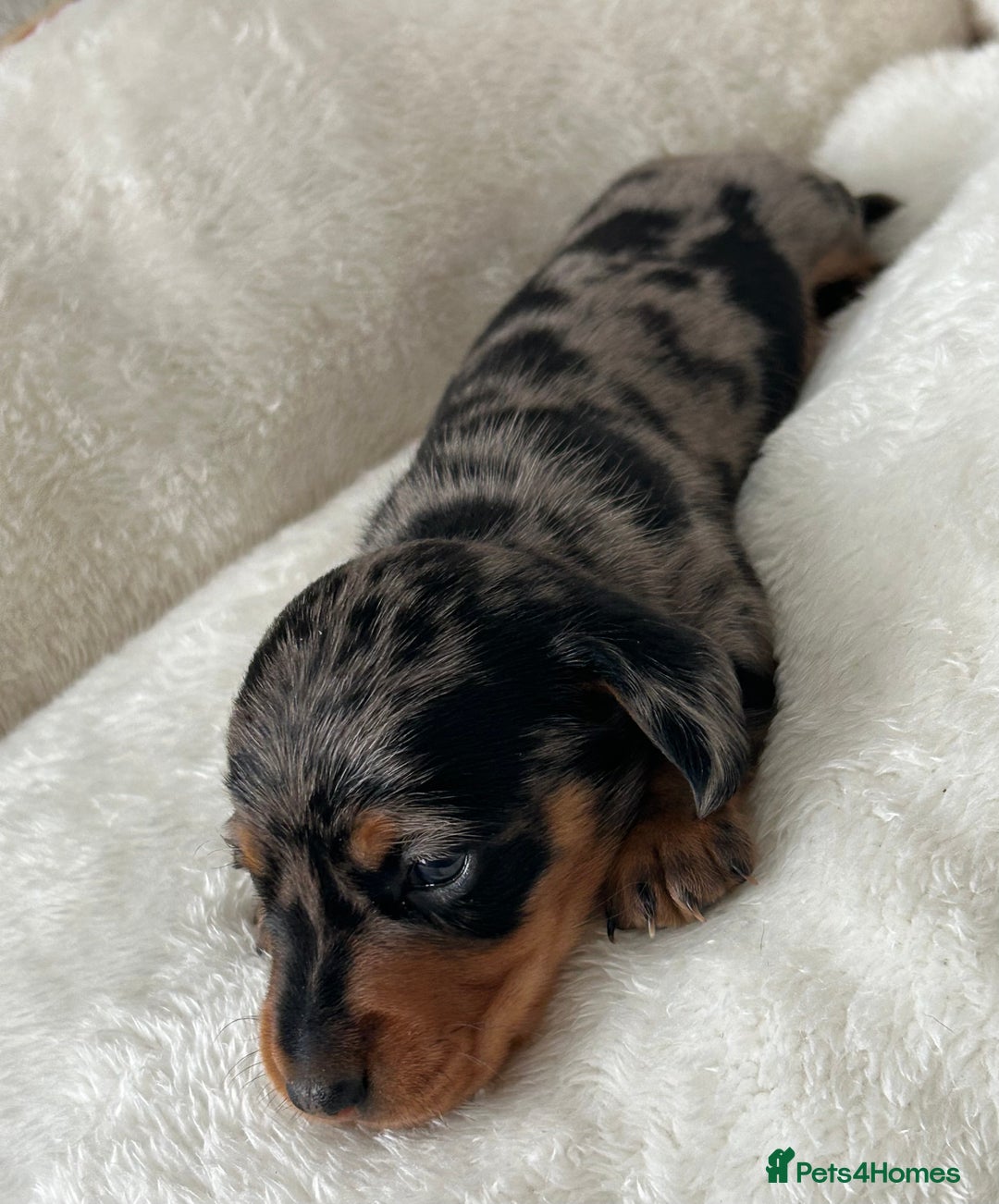 Miniature Dachshund dogs for sale: 1 boy left beautiful silver dapple boys  - Image 11