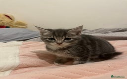 Mixed Breed cats for sale: 3/4 Russian blue kittens  - Image 4