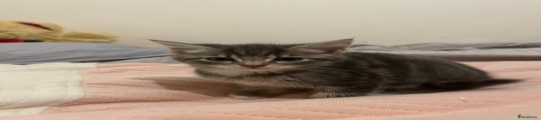  Kitten 5