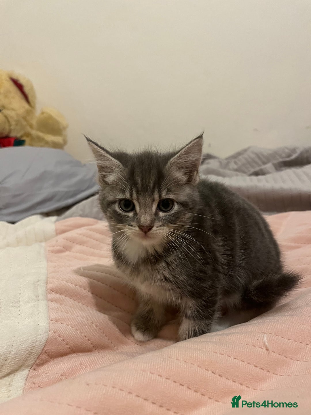 Mixed Breed cats for sale: 3/4 Russian blue kittens  - Image 4