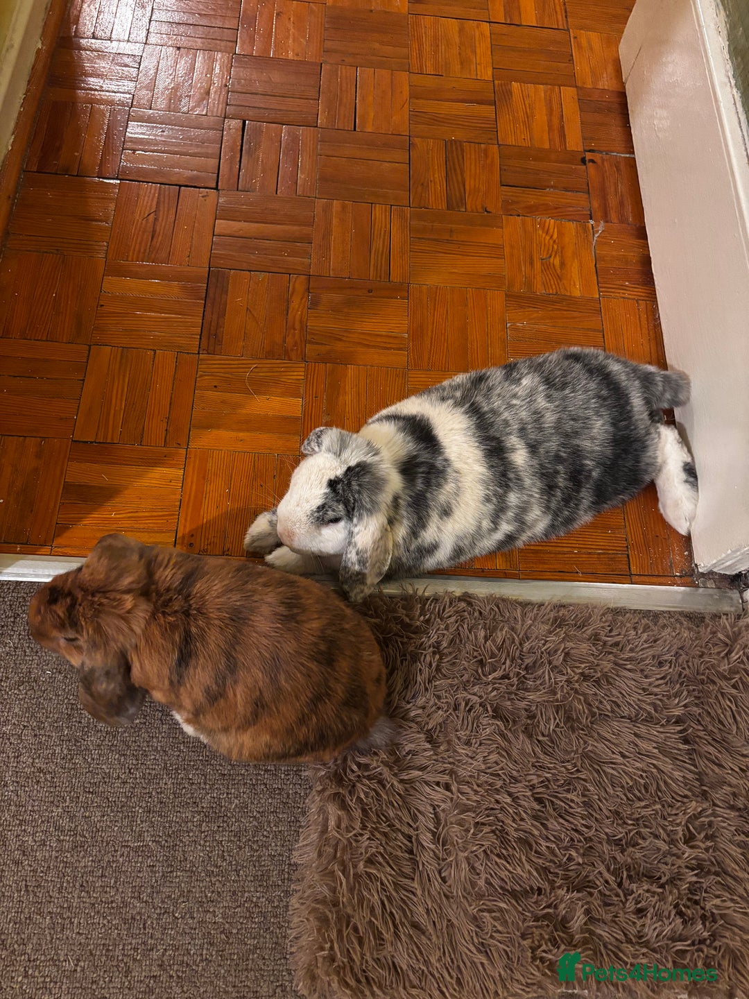 English Lop rabbits for sale: Mr Rocky  - Advert 4