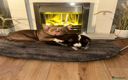 American Bully dogs for sale: American Pocket Bully - Image 8