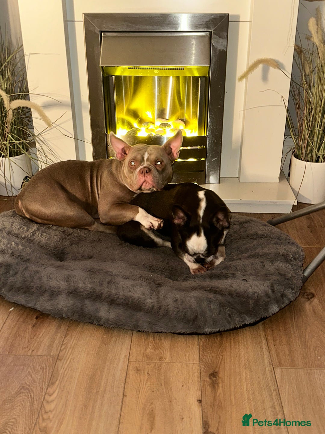 American Bully dogs for sale: American Pocket Bully - Image 8