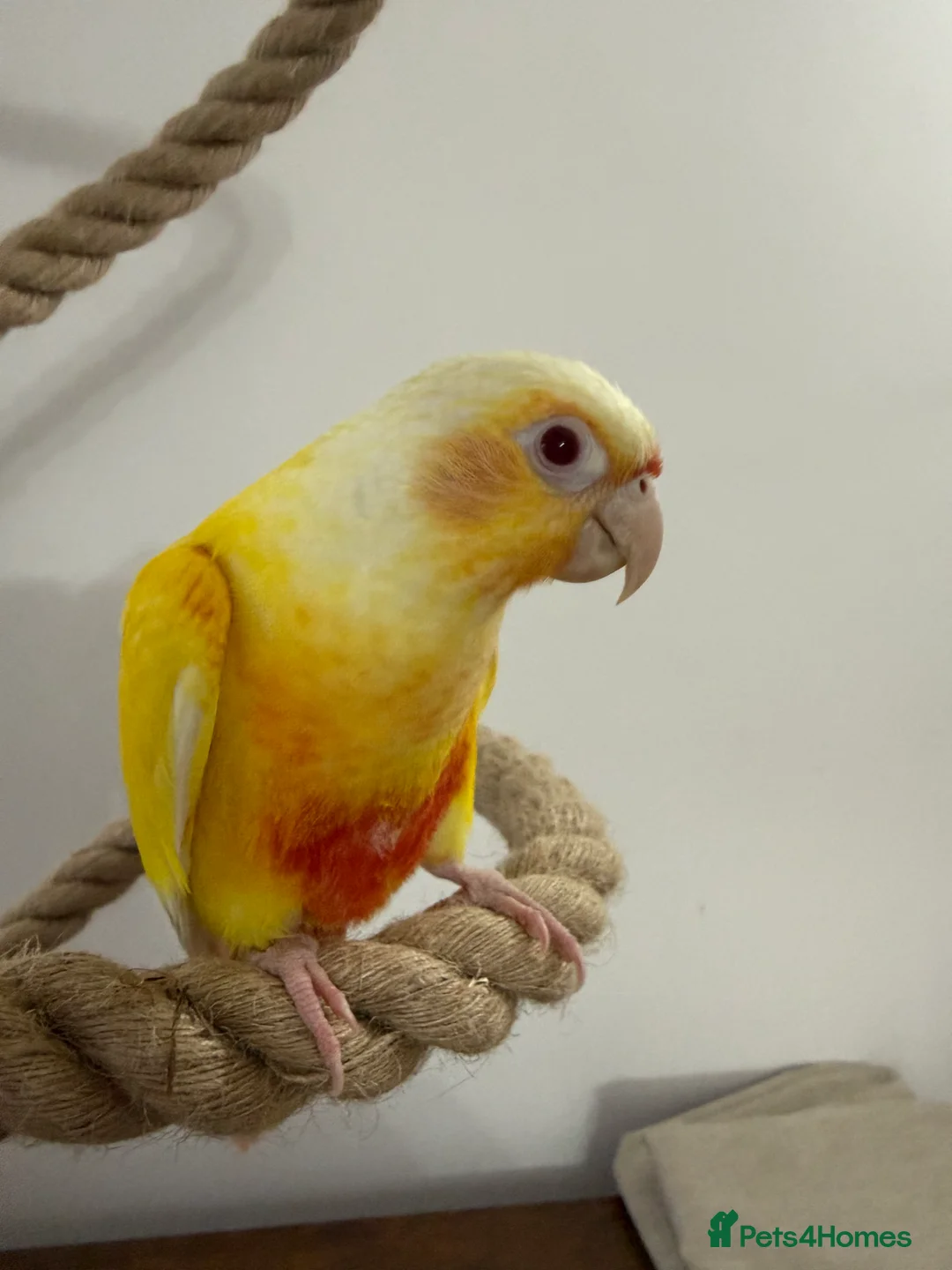 Conures birds for sale: Very Rare Lutino h/r Green Cheek Conure - Advert 3