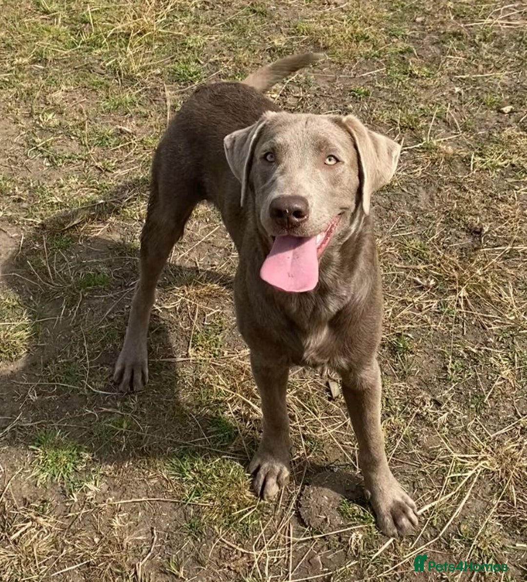 Labrador Retriever dogs for stud: Silver Labrador Stud  in Peterborough - Advert 3