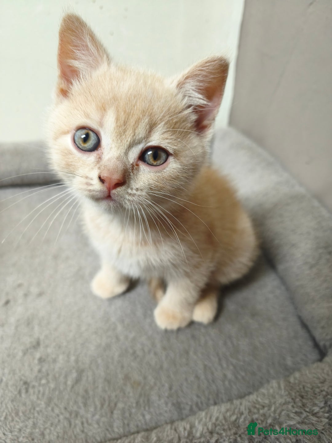 British Shorthair cats for sale: British Shorthair Kittens Imported Parents  - Advert 36