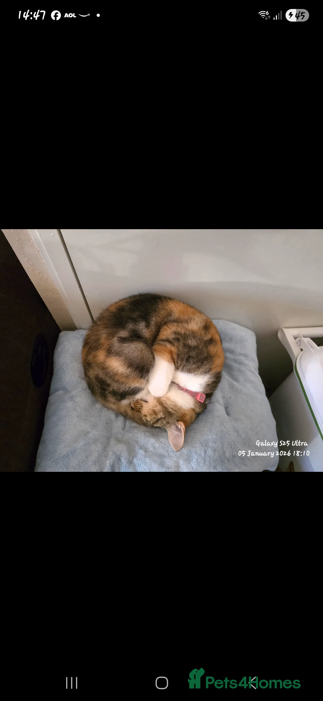 Domestic Shorthair cats for sale: Beautiful female cat - Advert 3