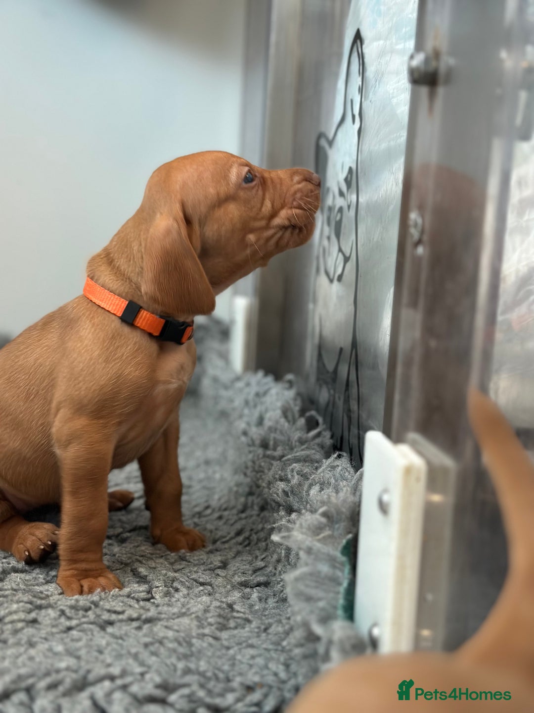 Hungarian Vizsla dogs for sale: Amazing Hungarian vizsla puppies - Image 19