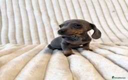 Miniature Dachshund dogs for sale: LAST 2 BOYS Miniature smooth Dachshund puppies - Image 11