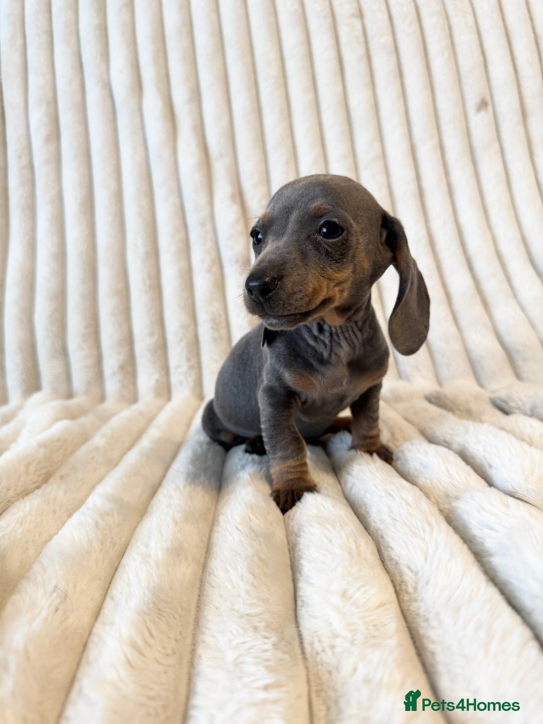 Miniature Dachshund dogs for sale: LAST 2 BOYS Miniature smooth Dachshund puppies - Image 11