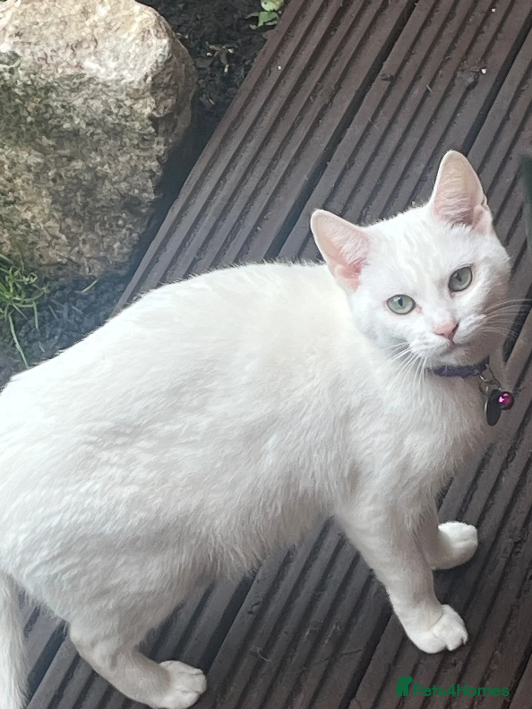 British Shorthair cats for sale: Besutiful British Shorthair Siblings in Carshalton - Advert 2