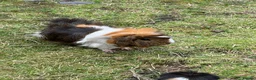 Guinea Pig rodents for sale: Guinea Pigs for Sale. Cheap! - Advert 2