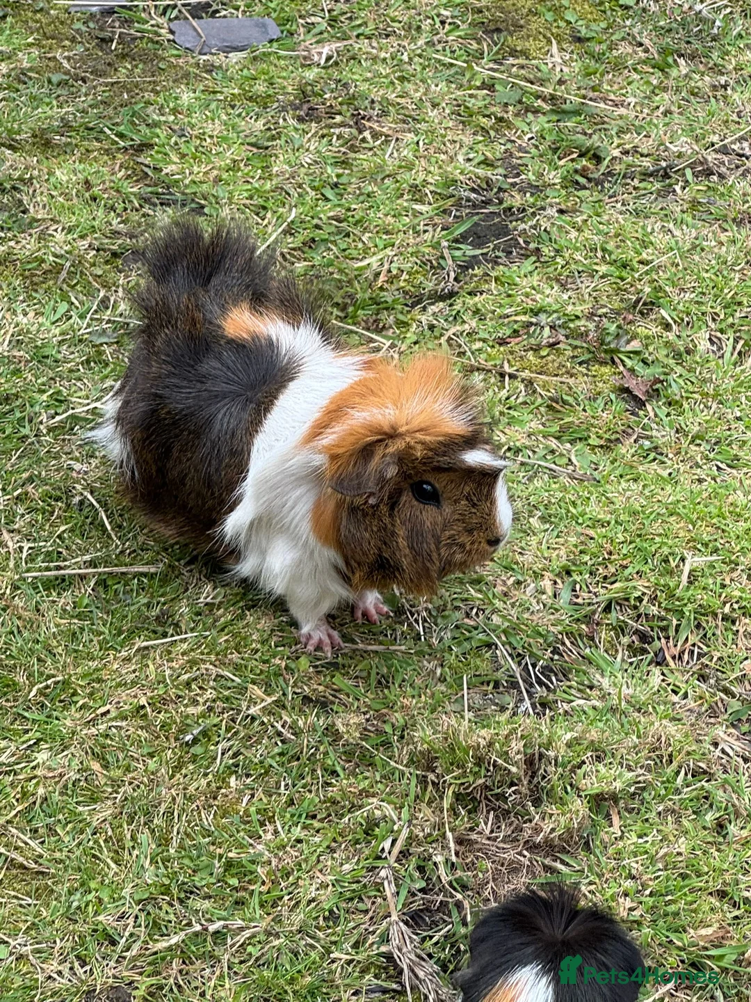 Guinea Pig rodents for sale: Guinea Pigs for Sale. Cheap! - Advert 2