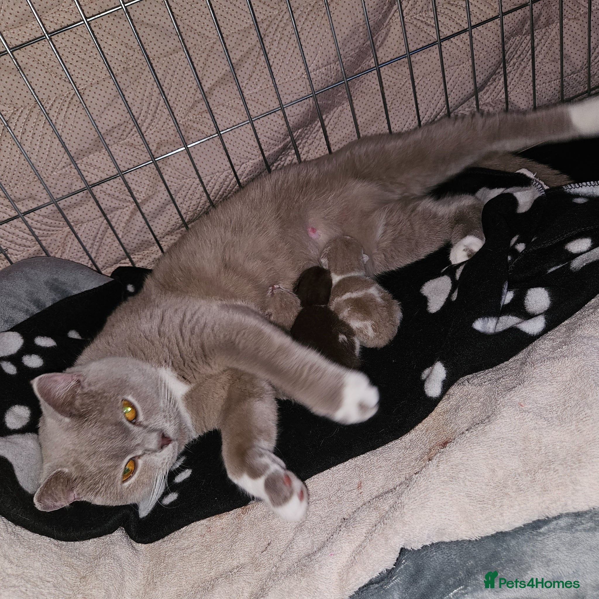 British Shorthair cats ✨ British Shorthair Kittens – Ready to Reserve 🤍 - Advert 4