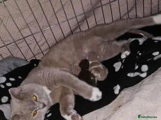 British Shorthair cats ✨ British Shorthair Kittens – Ready to Reserve 🤍 - Advert 4