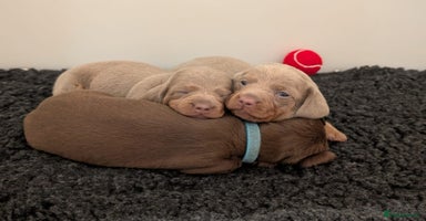 Miniature Dachshund dogs - Advert 7